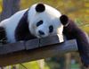 圖片 中國城市自由行
