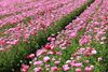 Picture of Carlsbad Flower Field-Outlet-Strawberry Farm 1 Day Tour