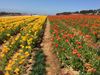 Picture of Carlsbad Flower Field-Outlet-Strawberry Farm 1 Day Tour