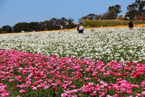 Picture of Carlsbad Flower Field-Outlet-Strawberry Farm 1 Day Tour