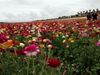 Picture of Carlsbad Flower Field-Outlet-Strawberry Farm 1 Day Tour