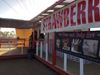 Picture of Carlsbad Flower Field-Outlet-Strawberry Farm 1 Day Tour