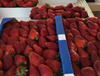 Picture of Carlsbad Flower Field-Outlet-Strawberry Farm 1 Day Tour