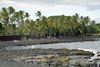 Picture of BIH1B Big Island Akaka Falls Lava Tree State Parks