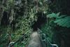 Picture of BIH1B Big Island Akaka Falls Lava Tree State Parks