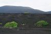 Picture of BIH1B Big Island Akaka Falls Lava Tree State Parks