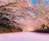 圖片 日本十大絕景 「春之章」 超級豪華遊 12天10夜