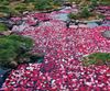 圖片 日本十大絕景 「春之章」 超級豪華遊 12天10夜